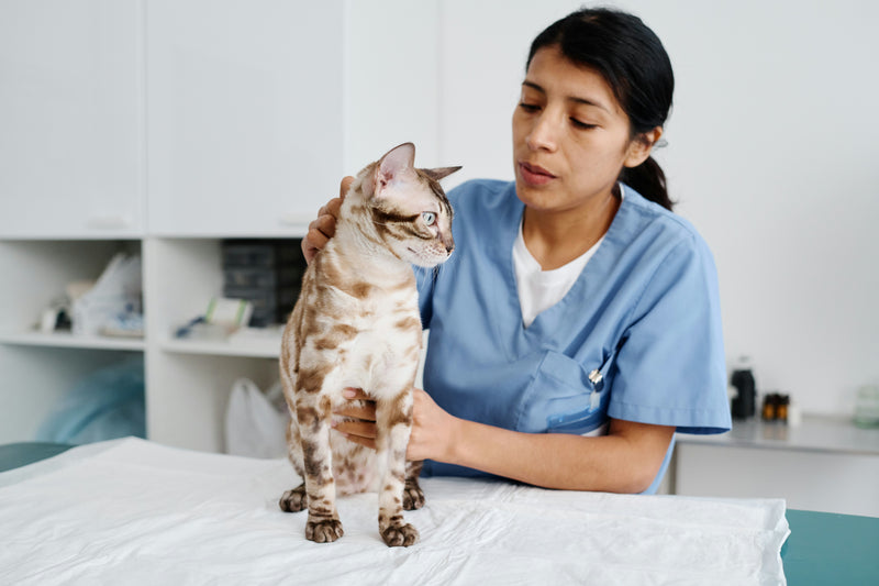 Veterinary <br> Medicine